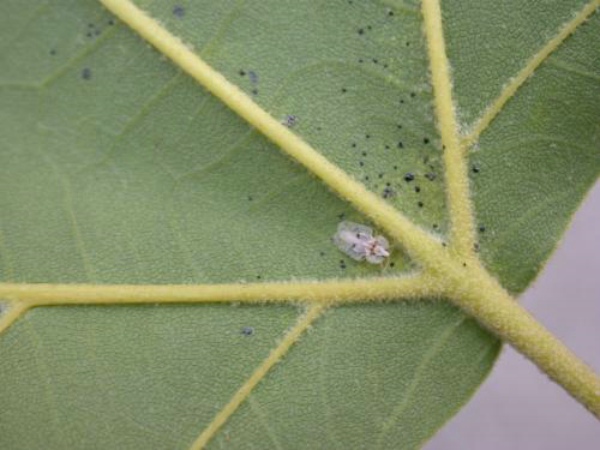 靶標(biāo)性誘害蟲(chóng)監(jiān)測(cè)設(shè)備:控制農(nóng)業(yè)蟲(chóng)害問(wèn)題